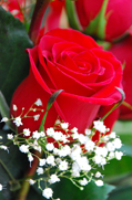 rose